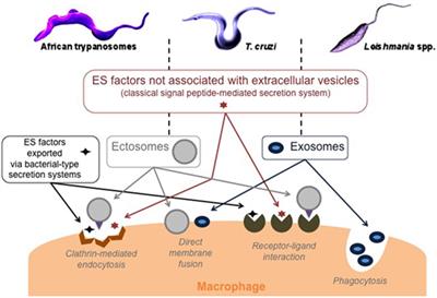 Trypanosomatid Infections: How Do Parasites and Their Excreted–Secreted Factors Modulate the Inducible Metabolism of l-Arginine in Macrophages?